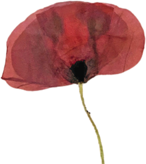 Dried Red Poppy Flower Illustration