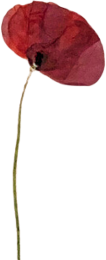 Dried Red Poppy Flower Illustration
