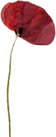 Dried Red Poppy Flower Illustration